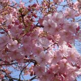 цветение-сакуры-фото